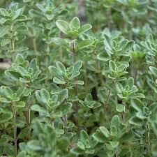 THYME - VULGARIS ENGLISH - 5" ROUND POT