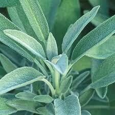 SAGE - 5" ROUND POT