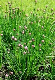 CHIVES - ONION - 5