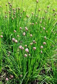 CHIVES - ONION - 5" ROUND POT