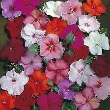 IMPATIENS ACCENT PREMIUM MYSTIC MIX - 6 PACK IMPATIENS ACCENT PREMIUM MYSTIC MIX - 6 PACK