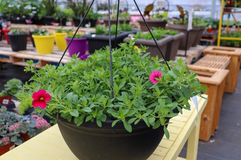 16" HANGING BASKET -  VARIOUS SELECTION WHATS AVAILABLE