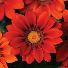 GAZANIA, NEW DAY RED SHADES
6 PACK