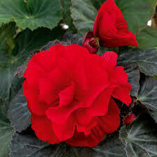 BEGONIA-NON STOP MOCCA DEEP RED
4.5