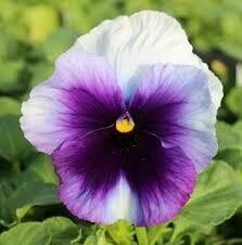 PANSY, DELTA PRM BEACONSFIELD
6 PACK