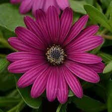 OSTEOSPERMUM - OSTICADE PURPLE - 4.5