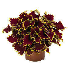 COLEUS STAINED GLASS CROWN JEWEL - 4.5