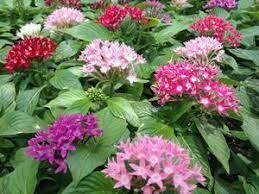 PENTAS GRAFFITI MIX - 6 PACK