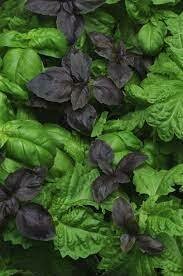 BASIL, TRYBASIL
