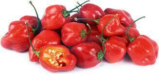 PEPPER, HABANERO RED - 3" SQ POT
