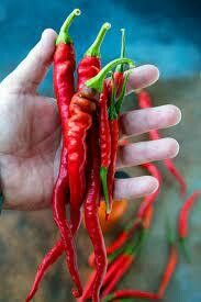 PEPPER - CAYENNE LONG THIN - 3" SQ POT