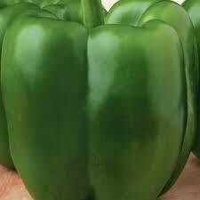 PEPPER, CALIFORNIA WONDER - 3" SQ POT