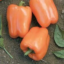 PEPPER, ORANGE BLAZE - 3" SQ POT