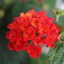 LANTANA HAVANA RED SKY