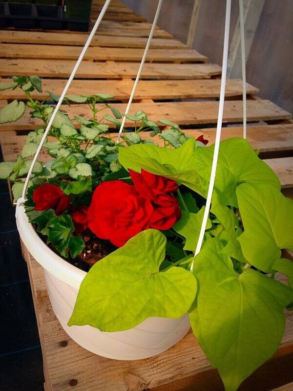 12" HANGING BASKET - VARIOUS SELECTION - WHAT IS AVAILABLE