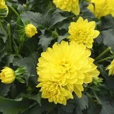 DAHLIA LABELLA YELLOW - 4.5" POT