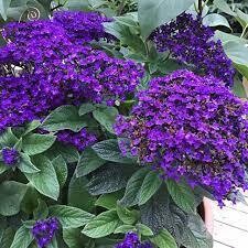 HELIOTROPE BLUE - 4.5" SQ POT
