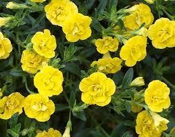 CALIBRACHOA DOUBLE YELLOW - 4.5 CALIBRACHOA DOUBLE YELLOW - 4.5" SQ