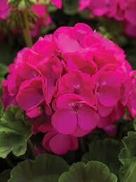 GERANIUM PINTO PRM LAVENDER ROSE - 3 GERANIUM PINTO PRM LAVENDER ROSE - 3