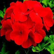 GERANIUM - PINTO PRM DEEP RED - 3 GERANIUM - PINTO PRM DEEP RED - 3