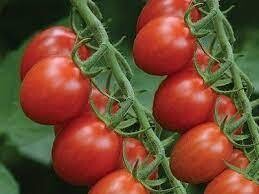 TOMATO SUGAR RUSH CHERRY