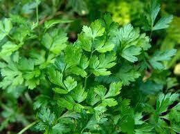 PARSLEY MOSS CURLED - 5" RD POT