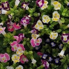 TORENIA KAUAI MIX - 6 PACK