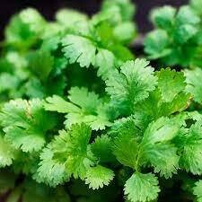 CILANTRO CRUISER - 5" RD POT