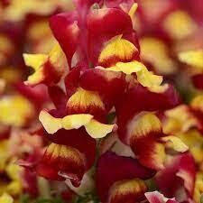 SNAPDRAGON SNAP RED BICOLOR - 6 PACK