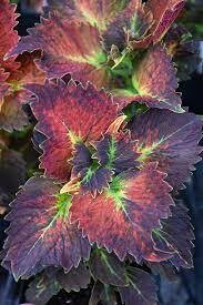 COLEUS STAIN GLASS TILTAWHIRL - 4.5 COLEUS STAIN GLASS TILTAWHIRL - 4.5