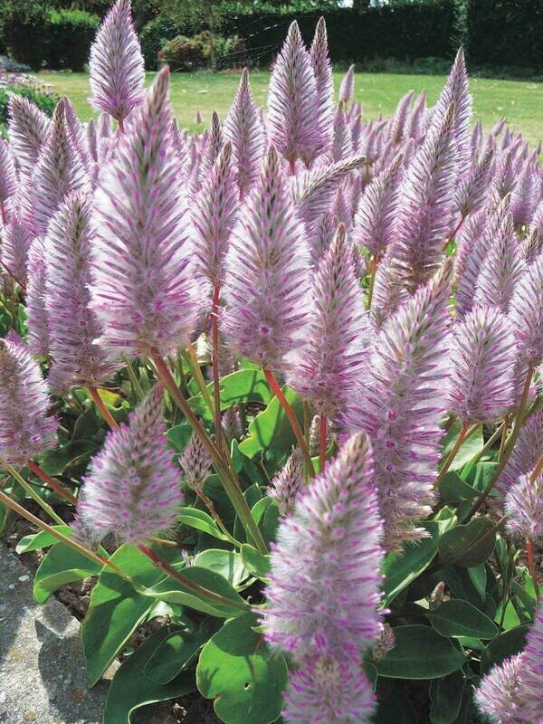 PTILOTUS JOEY - 4.5" SQ POT