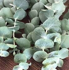 EUCALYPTUS SILVER DOLLAR - 4.5 EUCALYPTUS SILVER DOLLAR - 4.5