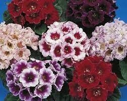 GLOXINIA AVANTI MIX - 4.5"SQ POT