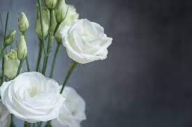 LISIANTHUS FLARE WHITE - 4.5 LISIANTHUS FLARE WHITE - 4.5" SQ POT