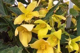 BEGONIA GROOVY MELLOW YELLOW - 4.5 BEGONIA GROOVY MELLOW YELLOW - 4.5" SQ POT