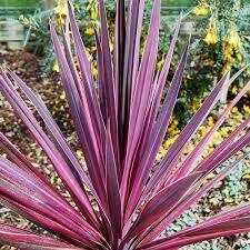 CORDYLINE PASO DOBLE - 1 GALLON POT