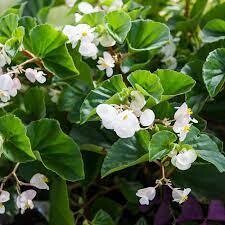 BEGONIA DRAGON WINGS WHITE - 4.5 BEGONIA DRAGON WINGS WHITE - 4.5" SQ POT