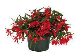 BEGONIA GROOVY RED - 4.5" SQ