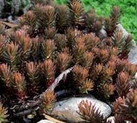 SEDUM CREEPING CHOCOLATE BALL - 4.5 SEDUM CREEPING CHOCOLATE BALL - 4.5