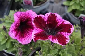 PETUNIA CRAZY COSMIC PINK - 4.5