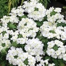 VERBENA VANESSA STD WHITE - 4.5" SQ POT