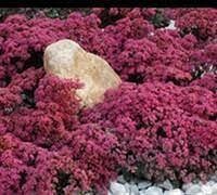 SEDUM CREEPING SUN DAZZLE - 4.5 SEDUM CREEPING SUN DAZZLE - 4.5