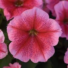 PETUNIA ITSY MAGENTA - 4 INCH POT