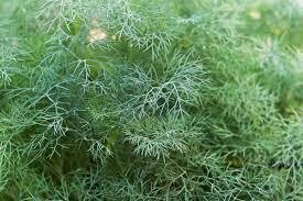 DILL FERNLEAF - 5" RD POT