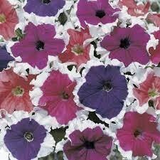PETUNIA FROST MIX  - 6 PACK