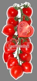 TOMATO HEARTBREAKER VALLEY - 4.5" SQ POT