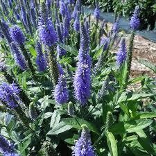 VERONICA SKYWARD BLUE - 5" RD POT