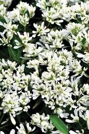 EUPHORBIA STARBLAST SNOWDRIFT - 4.5" SSQ POT