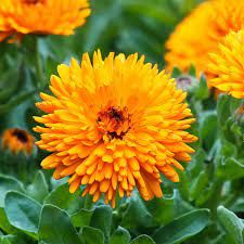 CALENDULA CHEERS TANGERINE - 4.5" SQ POT