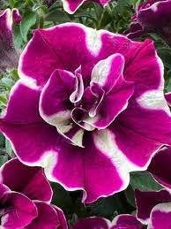 PETUNIA DOUBLE STUFFED BURGUNDY STAR - 4.5" SQ POT